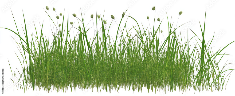 Obraz premium grass on a transparent background,