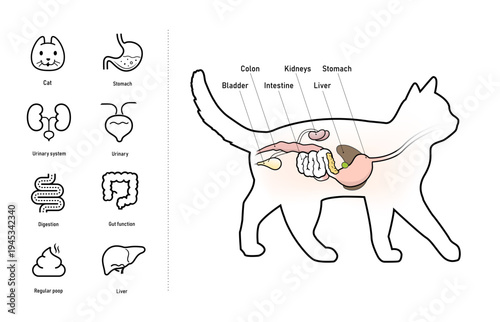 The cat digestive system illustration with set of icons for cats health projects. The outline icons are well scalable and editable. Contrasting elements are good for different backgrounds. EPS10.