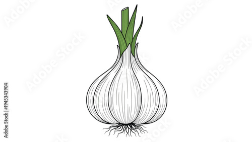Detailed botanical sketch of a whole garlic bulb with green shoots and roots showing fine lines and texture isolated on a white.