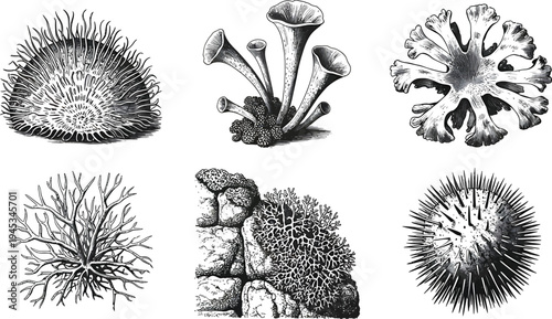 Close up botanical illustrations of lichen and sea anemone on transparent background