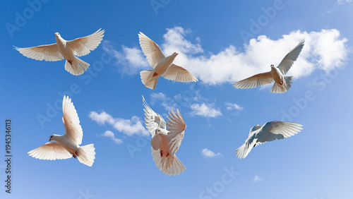 Bilde på lerret Six elegant white doves flapping their wings in the blue sky