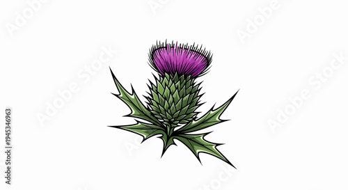 A spiky purple thistle flower with green leaves on a white background