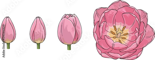 Pink tulip blooms from bud to full open flower, showing stages of growth