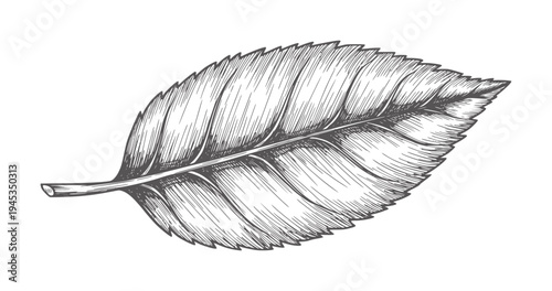 Black and white of a single serrated leaf botanical vintage nature plant