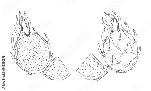 Hand drawn of dragon fruit whole and sliced with seeds dragonfruit pitaya handdrawn