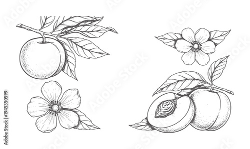 Hand drawn of peaches and blossoms branches flower fruit