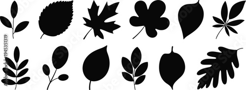 Set of botanical leaf silhouettes, black foliage shapes collection, various tree leaves icons, natural plant vector elements isolated