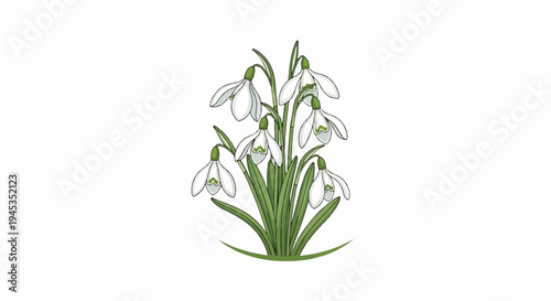 Delicate white snowdrops with green leaves bloom in a cluster