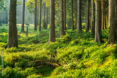 Unberührter naturnaher Fichtenwald im warmen Licht der Morgensonne, Heidelbersträucher bedecken den Boden, Nationalpark Harz, Niedersachsen, Deutschland