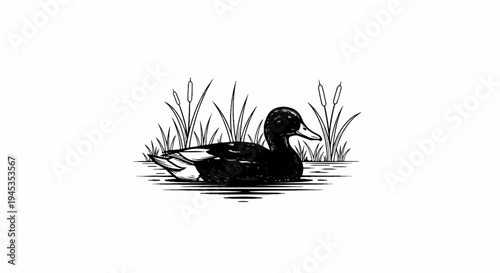 Black duck gracefully swims through calm water surrounded by reeds