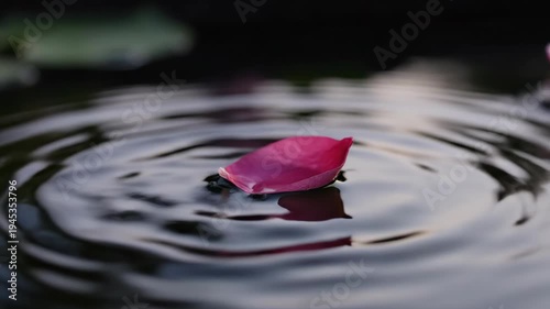 Delicate pink rose petal floating gently calm water surface, creating tranquil ripples. Serene reflection captures natural beauty, evoking profound