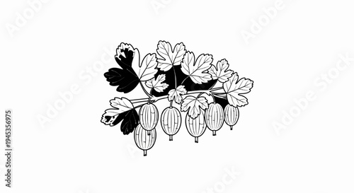 A stylized black and white illustration of a gooseberry branch with fruit