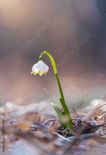 Single blossom of snowflake, leucojum vernum flower. First spring flower, nature awakening after winter