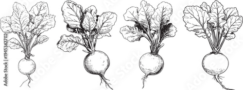 minimalist black and white outline drawing of a fresh garden radish, perfect for organic vegetable and farm imagery