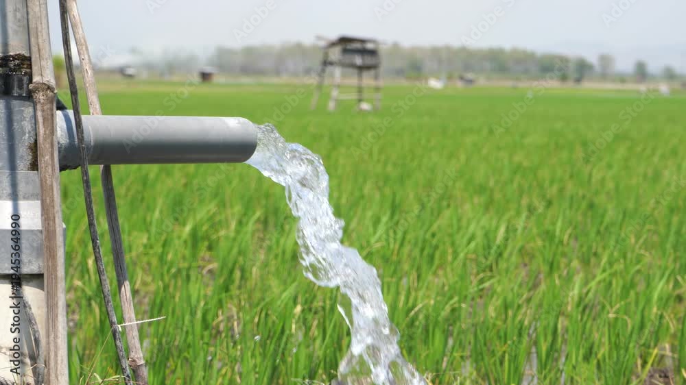 Irrigation of rice fields using pump wells with the technique of ...