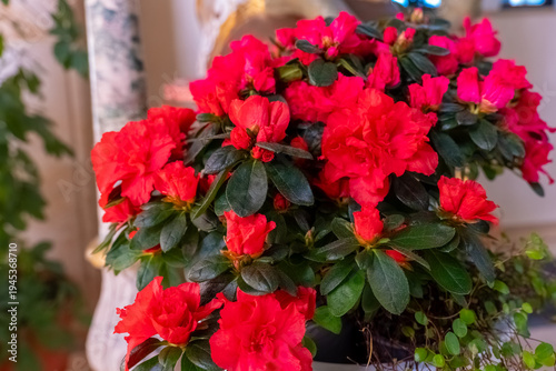 Vibrant pink azaleas bloom beautifully in a cozy indoor setting filled with warmth and charm