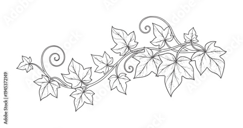 Black and white ivy vine with swirling tendrils and leaves swirls