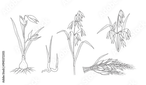Hand drawn botanical of oat plants and grains agriculture