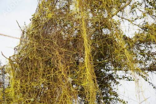 Konstfotografi Dodder Plant Cuscuta Parasitic Vine Yellow Tangled Branches 4K HD Ultra
