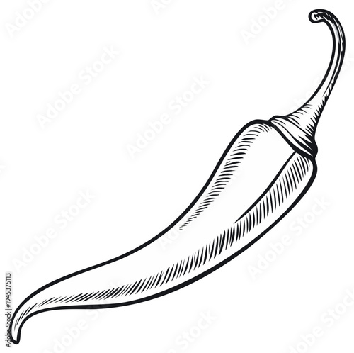 Chili pepper drawing, single pod spice sketch in black and white on light