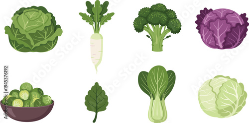 Fresh green vegetable set featuring cabbage broccoli radish bok choy and brussels sprouts isolated on white background for healthy organic food diet design.