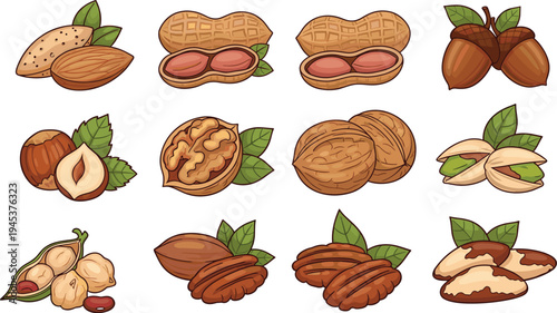 High Quality Illustration Set of Various Nuts Including Almonds Peanuts Walnuts Pistachios Hazelnuts and Pecans Isolated on White Background for Healthy Food Design