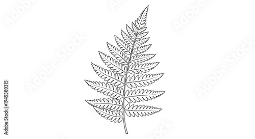 Fern Leaf Sketch