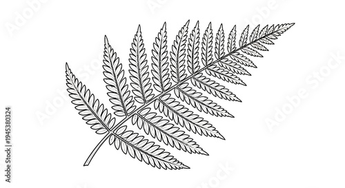 Fern Leaf Illustration