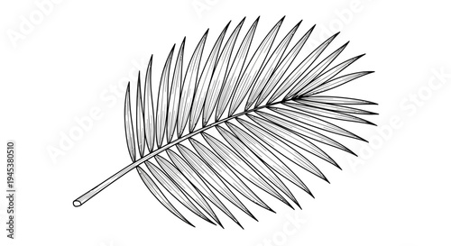 Hand-drawn palm leaf illustration