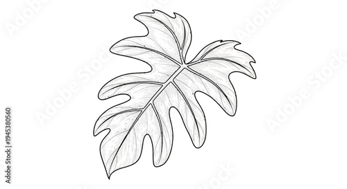 Hand-drawn sketch of a large, lobed leaf with veins on white background.