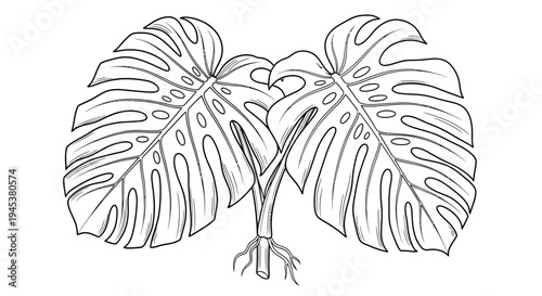 Monstera Deliciosa Leaves Sketch