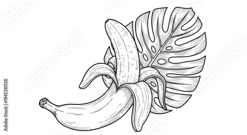 Peeled banana with monstera leaf illustration, sketch style
