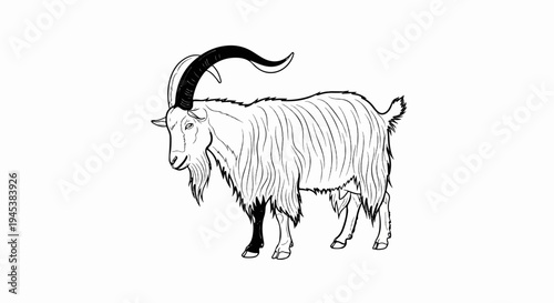 Stylized line drawing of a goat with impressive curved horns and shaggy fur