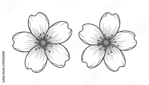 Two delicate line flowers with dark centers and five petals floral bloom nature