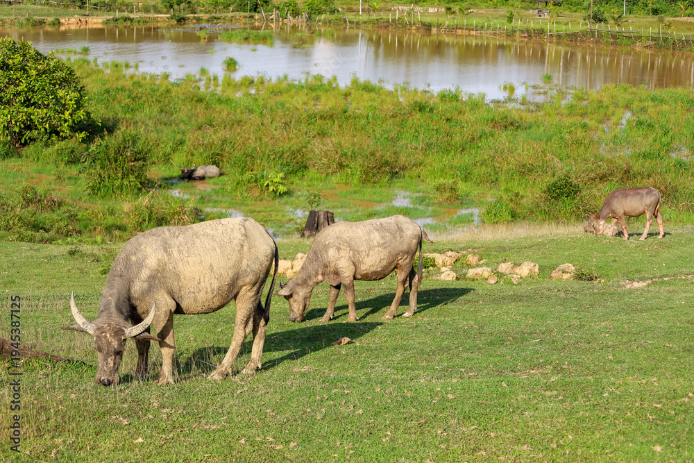 Obraz premium Natural Outdoor Asian Water Buffalo Grazing in the Field Landscape