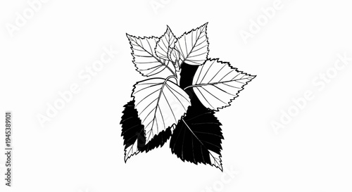 Black and white illustration of a sprig of leaves casting shadows
