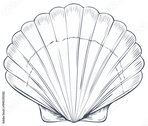 Hand drawn scallop shell ocean sea creature illustration monochrome vector art