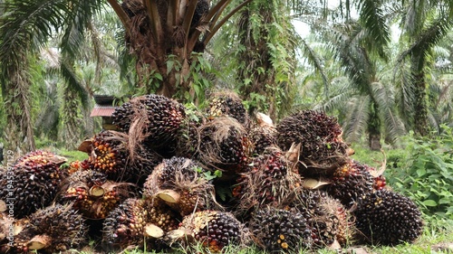 close up of oil palm fruit