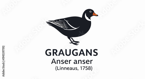 Stylized illustration of a grey goose with scientific name and common name below