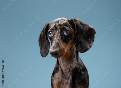 Картината върху платно A dachshund sits calmly with its head slightly tilted toward the viewer