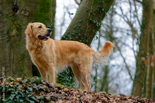 Tableau sur toile Golden Retriever Portrait standing in woodland
