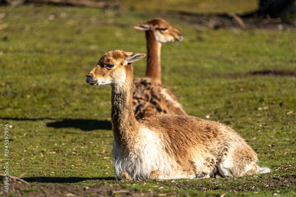 Fototapeta premium Vicunas, Vicugna Vicugna, relatives of the llama in a German park