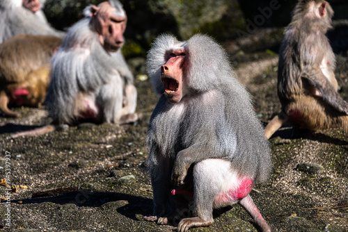 Фотография The hamadryas baboon, Papio hamadryas is a species of baboon