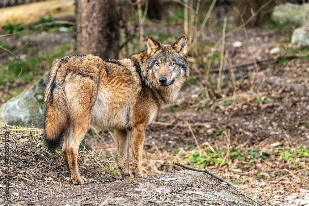 Obraz premium European Grey Wolf, Canis lupus swimming in a water pond