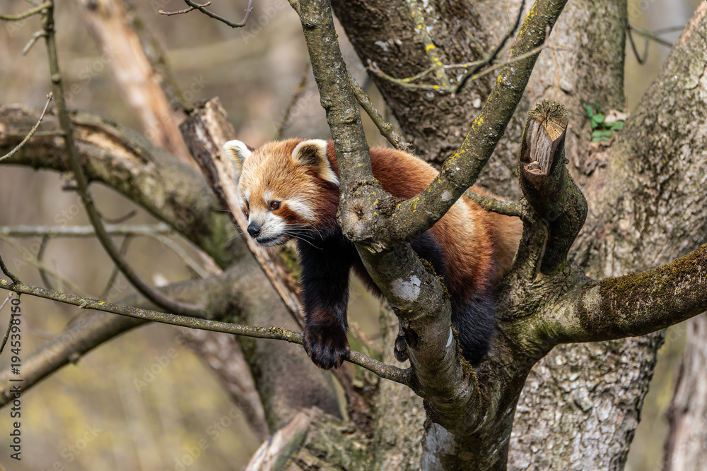Fototapeta premium The red panda, Ailurus fulgens, also called the lesser panda.