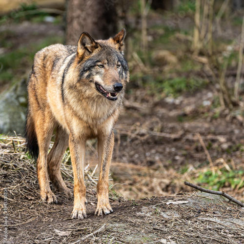 European Grey Wolf, Canis lupus swimming in a water pond