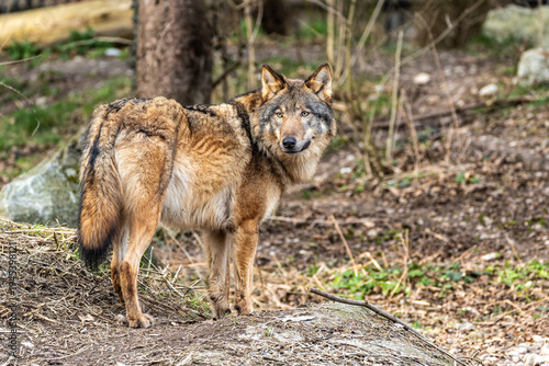 European Grey Wolf, Canis lupus swimming in a water pond