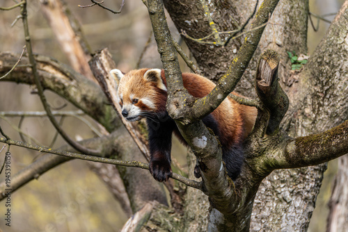 The red panda, Ailurus fulgens, also called the lesser panda.