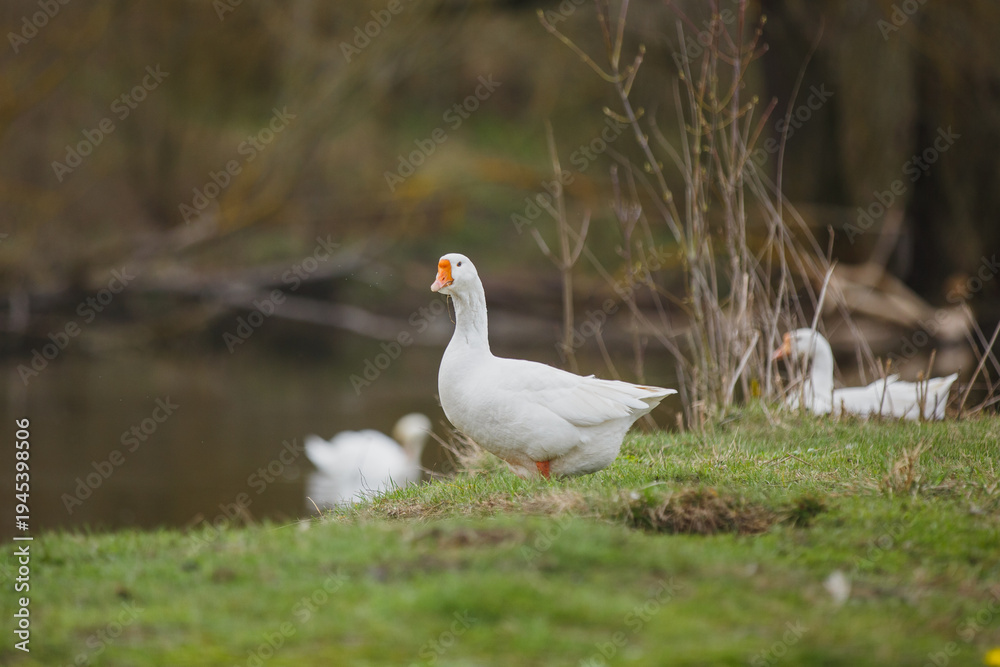 Obraz premium White goose standing on green grass near water