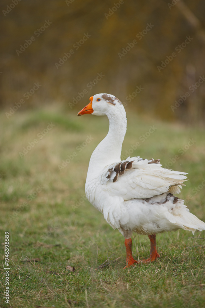 Obraz premium Domestic goose standing on a grassy field